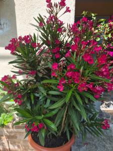 a potted plant with pink flowers in a pot at Kallithea in 2 Mai
