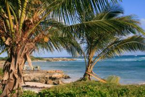 dos palmeras en una playa cerca del océano en Gemini House Bed & Breakfast, en Christ Church