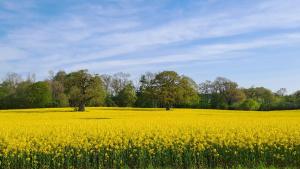a yellow rapeseed field with trees in the background at Saltwater Hohwacht in Hohwacht