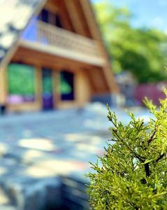 a house with a bush in front of it at Qafqaz A-Frame Chalet Gabala in Gabala