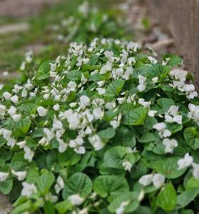a plant with white flowers and green leaves at Bungu Bangu in Ventspils