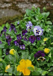 a group of purple and yellow flowers in a garden at Bungu Bangu in Ventspils +4 photos