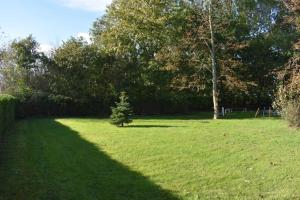 a tree in the middle of a grass field at Ferienappartment Lhasa Apso in Dornum