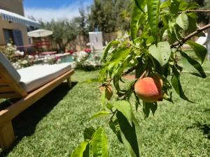 a peach tree in a yard with a bench at Dar Zaytouna in Oulad Akkou