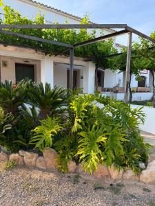 a bunch of plants in front of a house at Masia Garridells in L'Ampolla