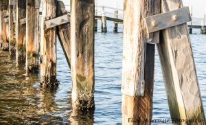 a group of wooden posts sticking out of the water at Hoeve Hofwijk in Kamperland