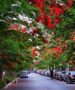 a street with flowering trees and cars parked on the street at vila hotel city in Cairo