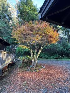 a small tree in a pile of leaves next to a bench at Home near the redwoods in Fort Bragg