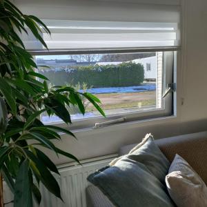 a window in a living room with a couch and a plant at Chalet midden in de natuur! in Anloo