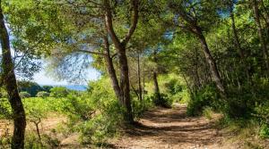 a dirt trail through a forest with trees at Masia Sitges Mas Peirot Geniune Farmhouse 20 min walk from beaches 60 Heactares of Wine Fields Garden AC Until 18 people in Cubelles