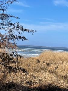 a beach with some birds sitting on the sand at Haus Sonnenschein in Koserow