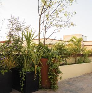 a group of plants in pots on a fence at XTILU Hotel - Adults only - in Oaxaca City