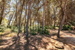a wooded area with trees and grass and flowers at New! Villa Can Mila in Sant Joan de Labritja