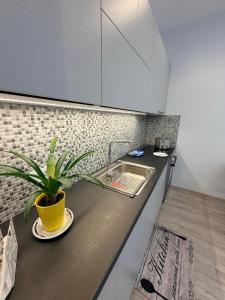 a kitchen with a potted plant sitting on a counter at G&D guest house in Ancient Epidauros +1 photo