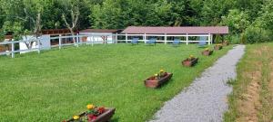 a yard with flowers in pots on the grass at Greengold in Săcădat +6 photos
