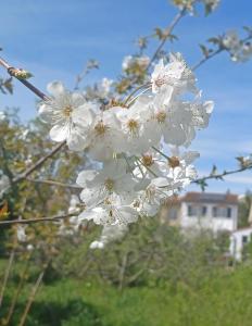 a close up of white flowers on a tree at L'Escale - private bed, shower room & kitchen in Blagnac +9 photos