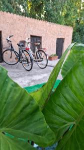 two bikes parked next to a large green plant at Casal Baratz in Santa Maria la Palma