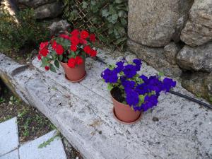 three pots of flowers sitting on a ledge at Casa con parra de uva y paz in Grou