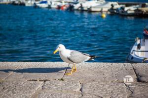 a seagull standing on a ledge near the water at Mandy Apartman in Baška