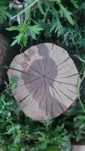 a wooden tree stump sitting on the grass at Place for tent - Miejsce na namiot u stóp natury in Kuty +6 photos