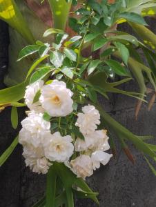 a bunch of white flowers on a plant at Le Courbaril in Le Gosier