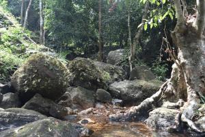 a stream of water with rocks in a forest at Casa De Campo in Idukki