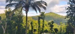 a palm tree in the middle of a forest of trees at SM GARDENS Nature Stay Kodaikanal in Oothu