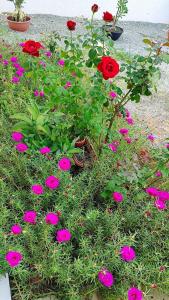 a group of red and pink flowers in the grass at Aconchego e conforto in Bom Jesus da Lapa