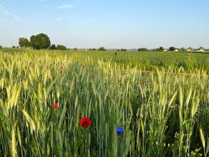 a field of wheat with poppies and flowers at Wintergarten Wohnung mit Feldblick nahe Legoland in Jettingen-Scheppach