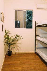 a room with a potted plant and a window at Piano Piano hostel in Pipa +12 photos