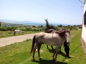 タリファにあるEl Estrechoの三頭の馬が道路脇の芝生に立っている