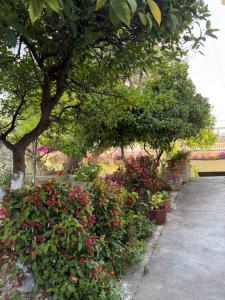 a garden with flowers and trees and a sidewalk at Guest House Central Vlora in Vlorë