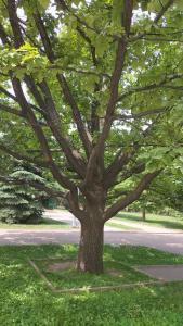 a large tree in the grass next to a street at жилой дом МОСКВА in Aktobe +3 photos