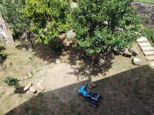 a childs toy laying on the ground next to a tree at Apartman Dunav Plus in Donji Milanovac +71 photos