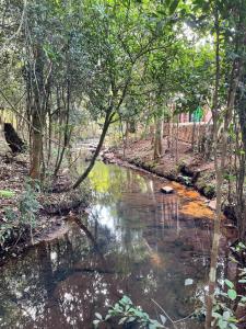 a stream in the middle of a forest with trees at Campo Eden in Capitán Miranda