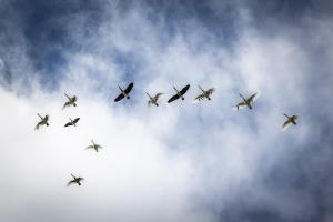 a group of birds flying in the sky at Confidentiel in Goven