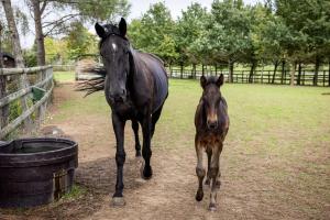a horse and a baby horse walking in a field at Confidentiel in Goven +1 photo