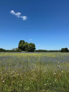 a field of flowers with a cloud in the sky at The White MEADOW in Titova