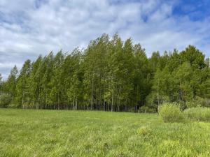 a field with a row of trees in the background at The White MEADOW in Titova