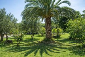 a palm tree with its shadows on the grass at Hotiday Apartments Orosei in Cala Liberotto