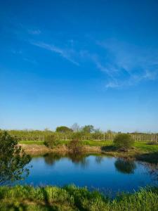a pond in the middle of a field at Orchard Haven in Orono