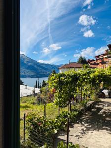 a view from a window of a vineyard at La Casa Gialla di Valentina in Bellano