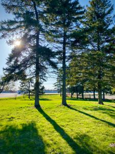 two trees in a grassy field with the sun behind them at Orchard Haven in Orono