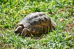 a turtle is sitting in the grass at HoneyPath Atlas Retreat in Agadir +211 photos