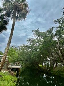a palm tree standing next to a body of water at Natures Nest #2 in Homosassa