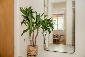 a plant in a vase in front of a mirror at Mila in Herceg-Novi