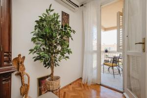 a potted tree in a room with a hallway at Mila in Herceg-Novi