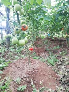 a bunch of tomatoes growing on a plant at Syangbo Homestay in Nagarkot