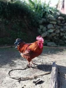 a rooster standing on the ground in the dirt at Syangbo Homestay in Nagarkot