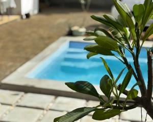 a plant in front of a swimming pool at Villa Orchidees-Albion in Albion